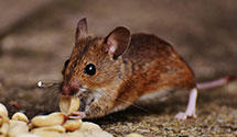 24 Hour & Emergency Exterminators in Ashland, WV